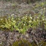 Arabidopsis halleri Hábitos