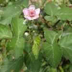 Rubus rigidus Λουλούδι