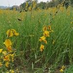 Crotalaria junceaപുഷ്പം