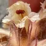 Orobanche amethystea Flower