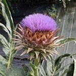 Cynara cardunculus 花