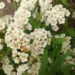 Spiraea × vanhouttei Flower