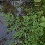 Peucedanum palustre Blad