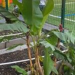 Musa velutina Folha