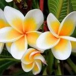 Plumeria rubraFlower