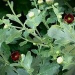 Chrysanthemum indicum 其他