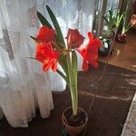 Hippeastrum reginae Natur