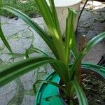 Cyperus esculentus Характер