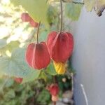 Abutilon megapotamicumFlower