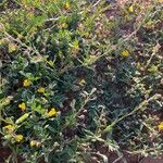 Medicago doliata পাতা