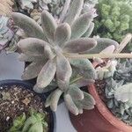 Pachyphytum kimnachii Leaf