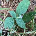 Asystasia intrusa Liść