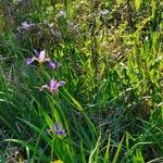 Iris giganticaerulea Virág