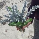 Achillea maritimaBlad