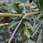 Eryngium planum Leaf
