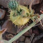 Cucumis myriocarpus Fruit