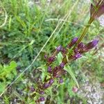 Gentianella amarella Flor