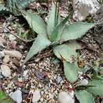 Agave parryi