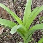 Allium giganteum Habit