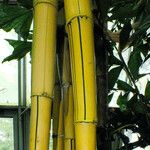 Bambusa vulgaris 樹皮