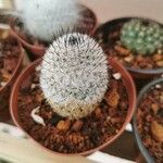 Mammillaria haageana Folha