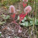 Trifolium arvense Fruit