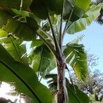 Heliconia latispatha Habitus