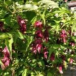 Leycesteria formosaLorea