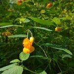 Impatiens capensis Floare