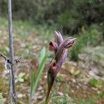 Serapias parviflora Çiçek
