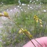 Carex tribuloides Hoja