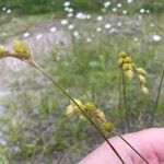 Carex tribuloides Лист