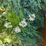 Deutzia gracilis Flor