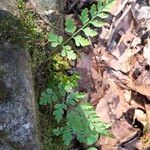 Cystopteris protrusa 葉