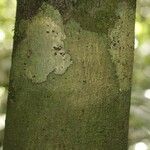 Oxandra asbeckii Corteza