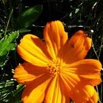 Cosmos sulphureus Blüte