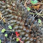 Gunnera tinctoria Frukto