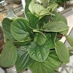 Peperomia albovittata Ліст