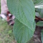 Hydrangea paniculata पत्ता