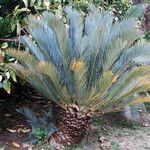 Encephalartos lehmannii Hoja