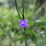Stachytarpheta urticifolia Flower