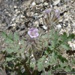 Phacelia cryptantha Хабит