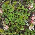 Trifolium thalii অভ্যাস