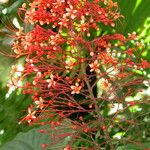 Clerodendrum paniculatum Λουλούδι