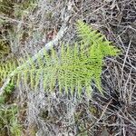 Athyrium filix-femina Feuille