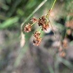 Luzula multiflora Fruct