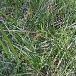 Carex echinata Συνήθη χαρακτηριστικά