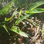 Eragrostis unioloides Kwiat
