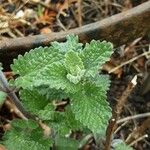 Nepeta × faassenii Frunză