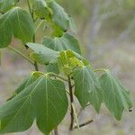 Gyrocarpus americanus Лист